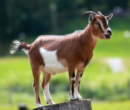Goat Qurban